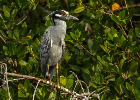 Yellow Crowned Night Heron Nyctanassa Violacea Stock Image Image Of