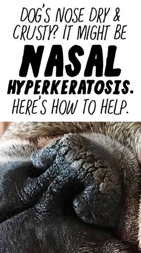 Is Your Dogs Nose Dry And Crusty It Might Be Nasal Hyperkeratosis Here