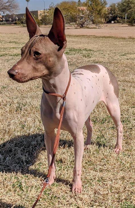 american hairless terrier cost