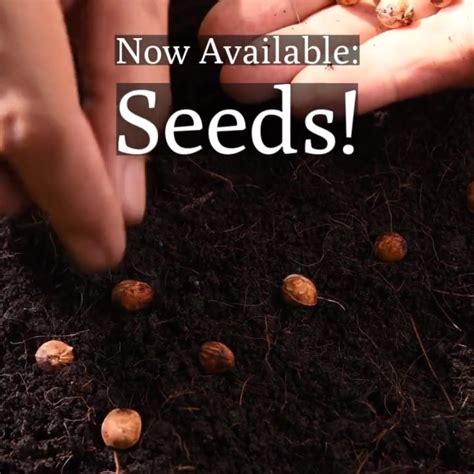 Seed Pack Video Seeds Seeds And More Seeds Have You Seen That We