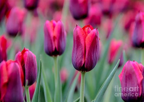 Deep Pink And Purple Tulips Photograph By Cheryl Baxter