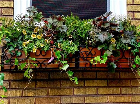 Planting Window Boxes With Shade Loving Plants Follow
