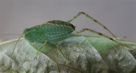 Green Hopper Microcentrum Retinerve Bugguidenet