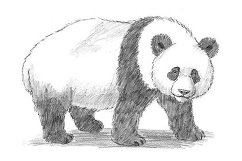 How To Draw A Panda Cute Baby Step By Step With Pictures