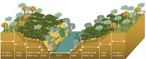 Sketch Of The Different Stream Bank Sections Riparian Zones