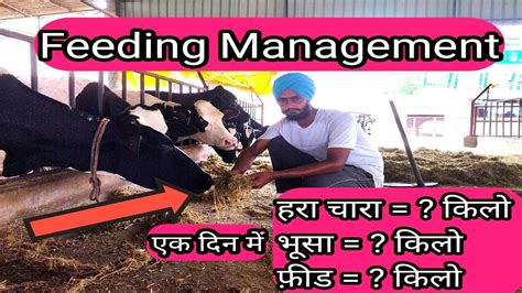 Feeding Management Of Dairy Cattle Feed Formulation For Cowhow To
