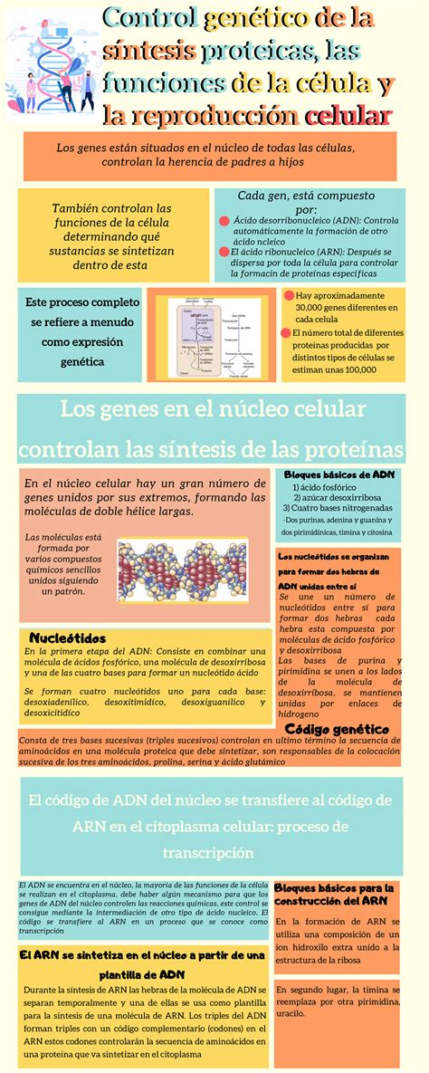 Capitulo 3 Control Genético De La Síntesis Proteicas Las Funciones