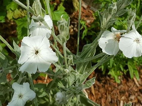 Verkaufe kronen lichtnelken 10 stk zu haben winterhart. Weiße Kronen Lichtnelke - Lychnis (syn. Silene) coronaria ...