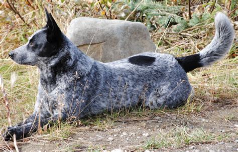 Small Cattle Dog Breeds Dog Bread