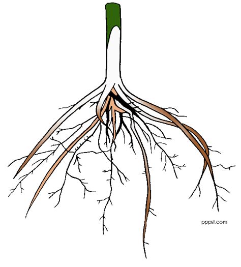 Free Flower Roots Cliparts Download Free Flower Roots Cliparts Png