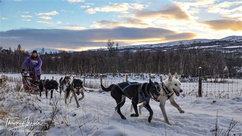 Dog Sledding In Norway Mush Your Own Husky Team Hi Travel Tales