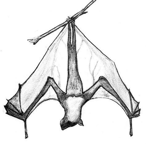 Hanging Bat Drawing Free Download On Clipartmag
