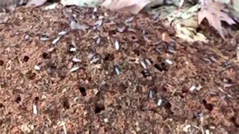 100s Of Fire Ant Swarmers Youtube