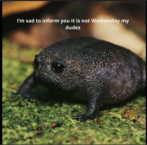 Its Not Wednesday My Dudes Rmemes