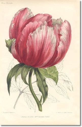 Revue Horticol Botanical Prints Illustrated Book Plate Illustration