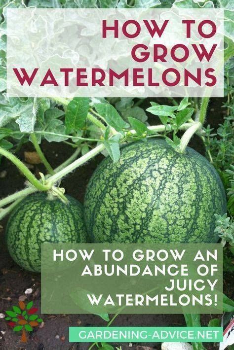 How To Grow Watermelons With Images How To Grow Watermelon Raised