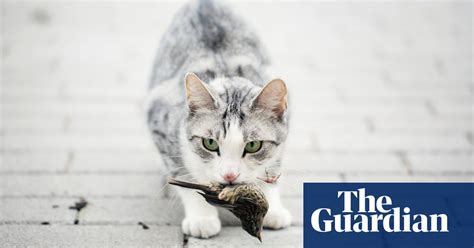 Cats Kill 1 Million Australian Birds A Day Study Shows Life And