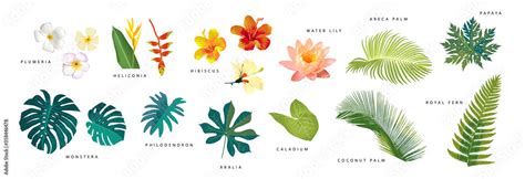 Tropical Plants Names