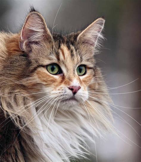 Norwegian Forest Cat Personality And Temperament