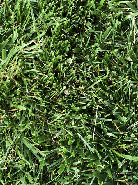 Grass Type Identification Landscaping And Lawn Care Diy
