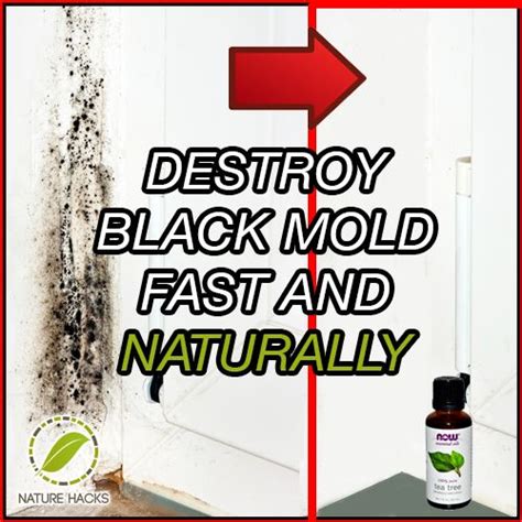 Destroy Black Mold Fast And Naturally Mold In Bathroom Get Rid Of