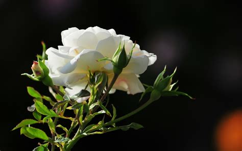 Find stunning rose wallpapers in hd and 4k quality for your phone or desktop. nice best beautiful hd free wallpapers white rose - HD ...