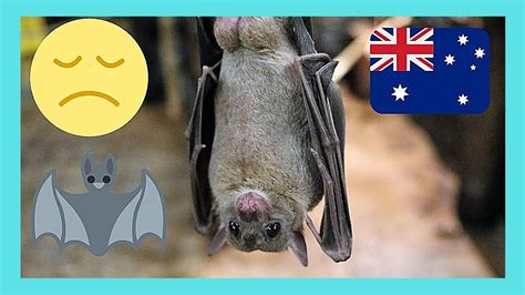 Australia Last Remaining 😦 Fruit Bats 🦇 In The Centre Of Cairns Youtube