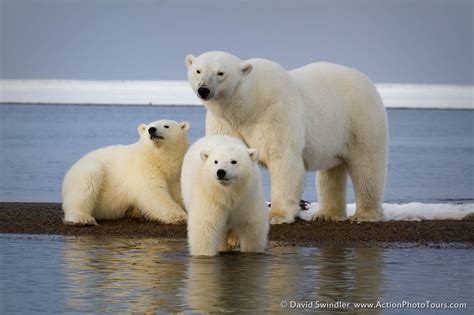 Photographing Alaskan Polar Bears Part 2 Action Photo Tours