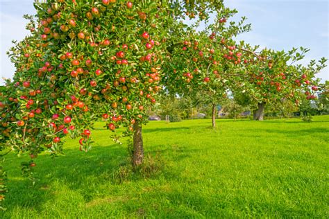 Fruit Trees In An Orchard In Sunlight In Autumn Stock Photo Download