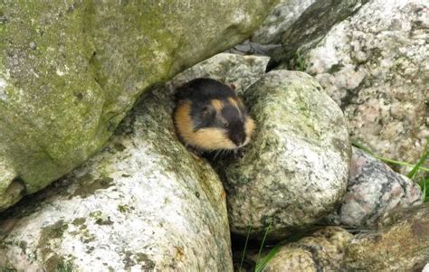 Norway Lemming Facts Diet Habitat And Pictures On Animaliabio