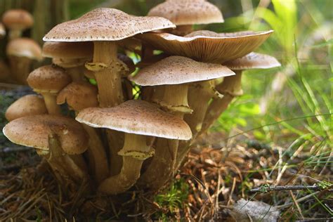 What Do Fungi Contribute To The Ecosystem Sciencing