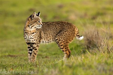 Ethical Bobcat Photo Tours Cat Expeditions