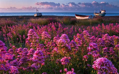 1920x1080px 1080p Free Download Coast Of Flowers Oceans Bonito