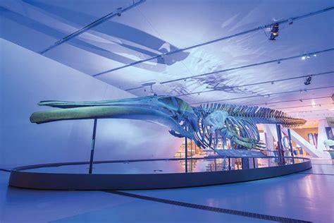 the blue whale story meet the giant in all its glory new scientist