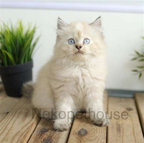 Jual Kucing Kitten Persia Longhair Lucu Imut Himalaya Ragdoll Flatnose Peaknose Di Seller