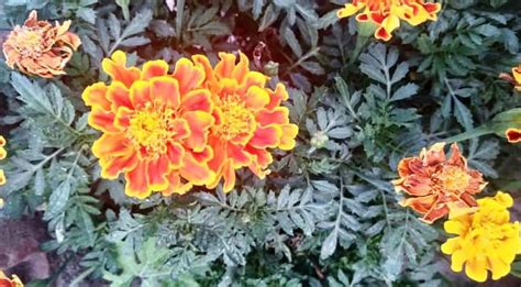 Plant the seeds in the spring just as you would any that were bought from a store. How to Grow and Care Marigolds Complete guide - Garden Bagan
