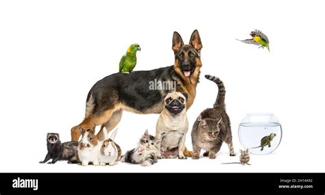 Group Of Pets In A Row Dogs Cats Ferret Rabbit Birds Mouse