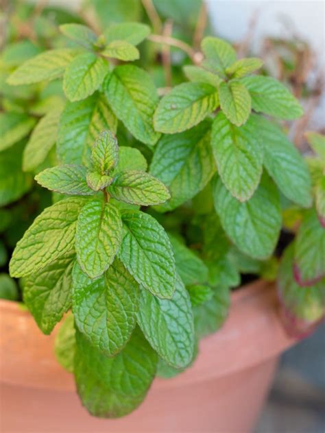 Growing Spearmint Plants Information On The Care Of Spearmint