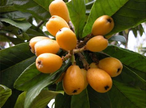 تعرف على أهمية نبات بشملة يابانية Loquat المرسال