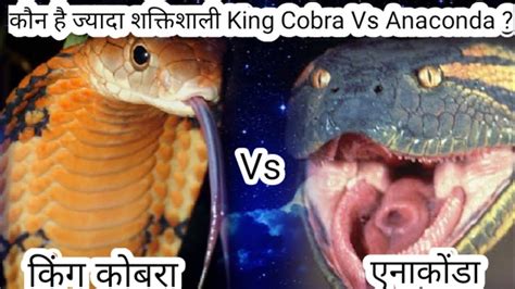 King Cobra Vs Anaconda किंग कोबरा Vs एनाकोंडा Anaconda Vs King