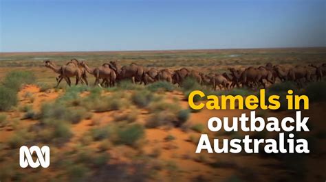 outback camels culls and carcasses or milk and meat 🐪 meet the ferals ep 8 abc australia