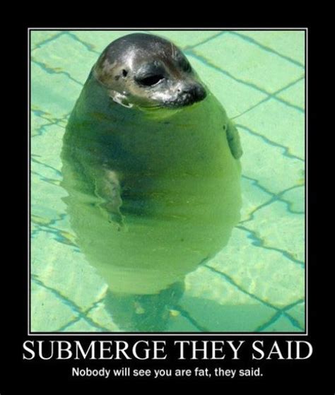 Seal Funny Animals Cute Animal Memes Cute Animals