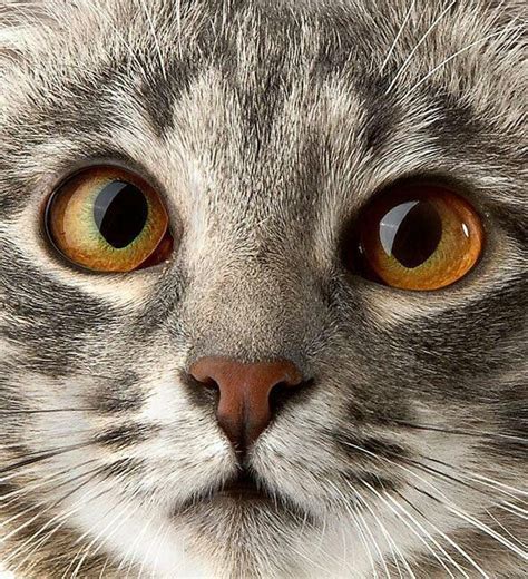Amber Eyes ~puuurfect Cats~ Pinterest