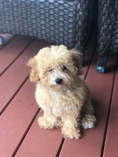 Cockapoos are outgoing and eager for human companionship and attention. Cockapoo Puppies For Sale | Cary, NC #310560 | Petzlover