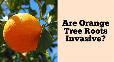 Are Orange Tree Roots Invasive Understanding The Impact And