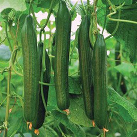 Cucumber Telegraph Grow Heirloom Seed