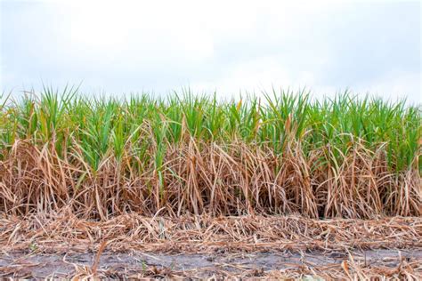 Sugarcane Plantation Sugar Cane In Harvest Season Sugarcane Land Sugar Cane Fresh In Plant