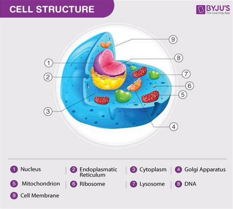 Cell Structure And Function Class 8 Chapter 8 Notes Mcqs On Cell