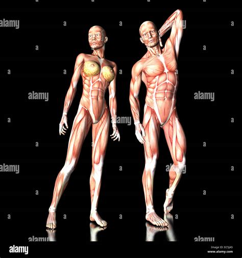 Anatomia Gambe D Immagini E Fotografie Stock Ad Alta Risoluzione Alamy