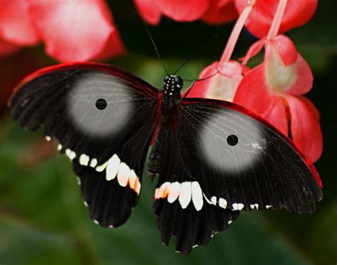 Jagannath Butterfly Flutterbys Butterflys Butterfly Moth